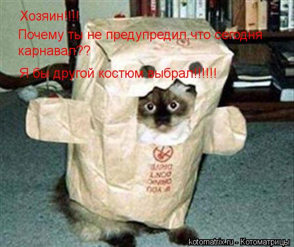 Котоматрица: Хозяин!!!!  карнавал??  Почему ты не предупредил,что сегодня Я бы другой костюм выбрал!!!!!!