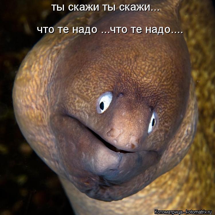 Котоматрица: что те надо ...что те надо.... ты скажи ты скажи...