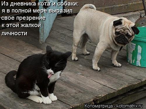 Котоматрица: Из дневника кота и собаки: я в полной мере выразил  свое презрение к этой жалкой личности