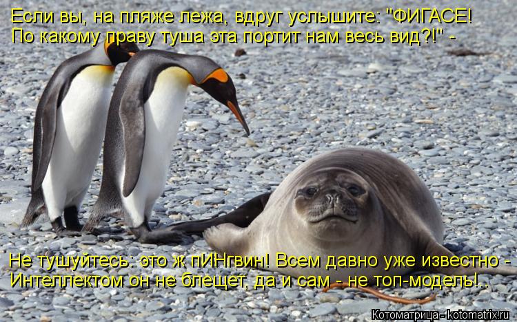 Если вы, на пляже лежа, вдруг услышите: "ФИГАСЕ! По какому праву туша эта портит нам весь вид?!" - Н... Котоматрица: Если вы, на пляже лежа, вдруг услышите: "ФИГАСЕ! По какому праву туша эта портит нам весь вид?!" - Не тушуйтесь: это ж пИНгвин! Всем давно уже из