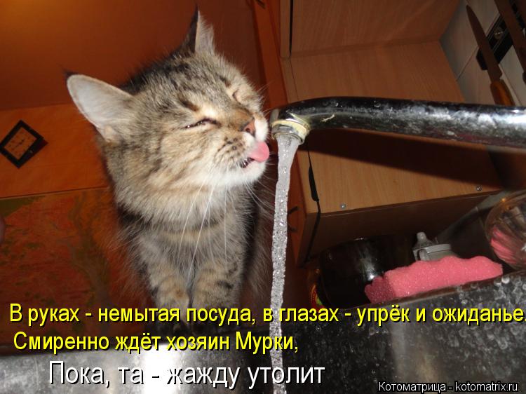 Котоматрица: В руках - немытая посуда, в глазах - упрёк и ожиданье... Смиренно ждёт хозяин Мурки, Пока, та - жажду утолит