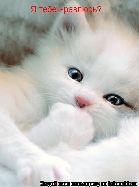 Котоматрица: Я тебе нравлюсь?