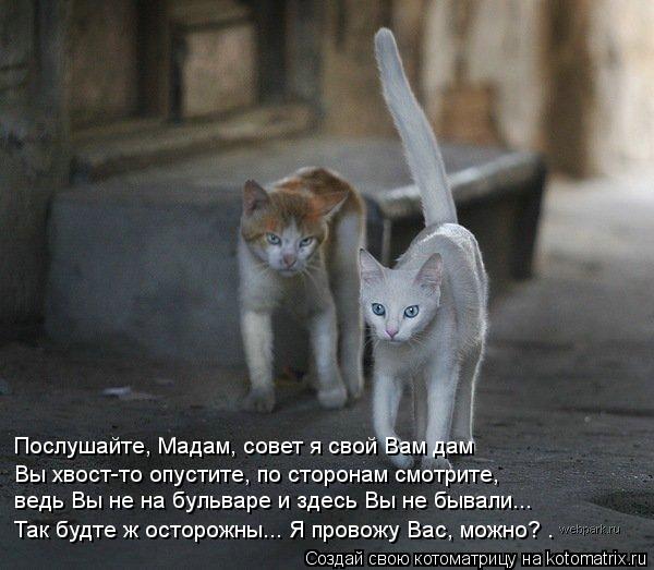 Котоматрица: Послушайте, Мадам, совет я свой Вам дам  Вы хвост-то опустите, по сторонам смотрите, ведь Вы не на бульваре и здесь Вы не бывали... Так будте ж о
