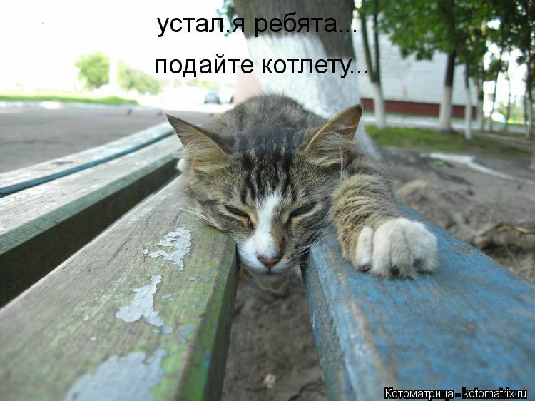 Котоматрица: устал.я ребята... подайте котлету...