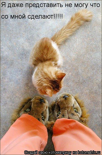Котоматрица: Я даже представить не могу что  со мной сделают!!!!!