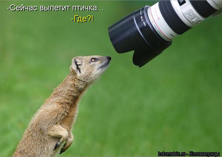 Котоматрица: -Сейчас вылетит птичка... -Где?!