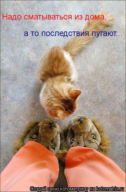 Котоматрица: Надо сматываться из дома, а то последствия пугают...