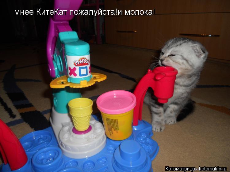 Котоматрица: мнее!КитеКат пожалуйста!и молока!