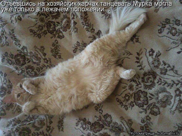 Котоматрица: Отъевшись на хозяйских харчах,танцевать Мурка могла  уже только в лежачем положении...