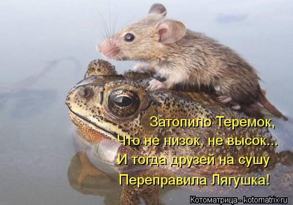 Котоматрица: И тогда друзей на сушу  Переправила Лягушка! Затопило Теремок, Что не низок, не высок...