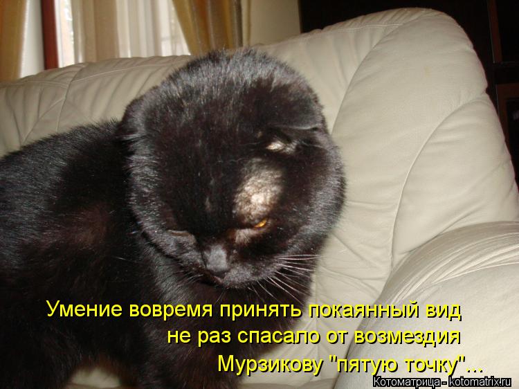 Котоматрица: Умение вовремя принять покаянный вид не раз спасало от возмездия  Мурзикову "пятую точку"...