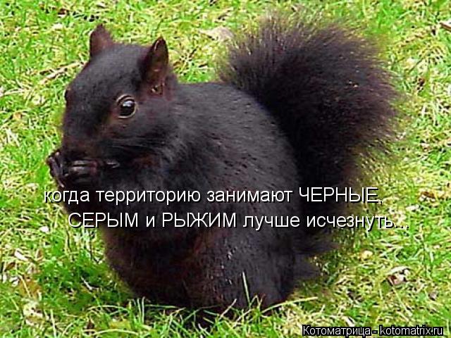 Котоматрица: когда территорию занимают ЧЕРНЫЕ, СЕРЫМ и РЫЖИМ лучше исчезнуть...