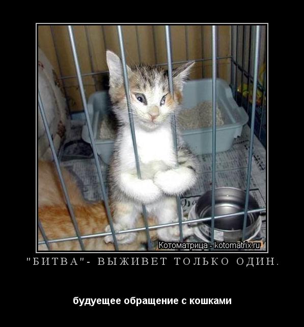 Котоматрица: "БИТВА"- выживет только один. будуещее обращение с кошками
