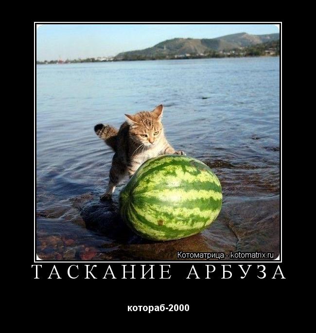 Котоматрица: таскание арбуза котораб-2000