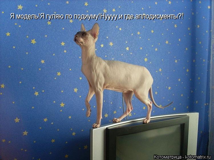 Котоматрица: Я модель!Я гуляю по подиуму!Нуууу,и где аплодисменты?! Я модель!Я гуляю по подиуму!Нуууу,и где аплодисменты?!