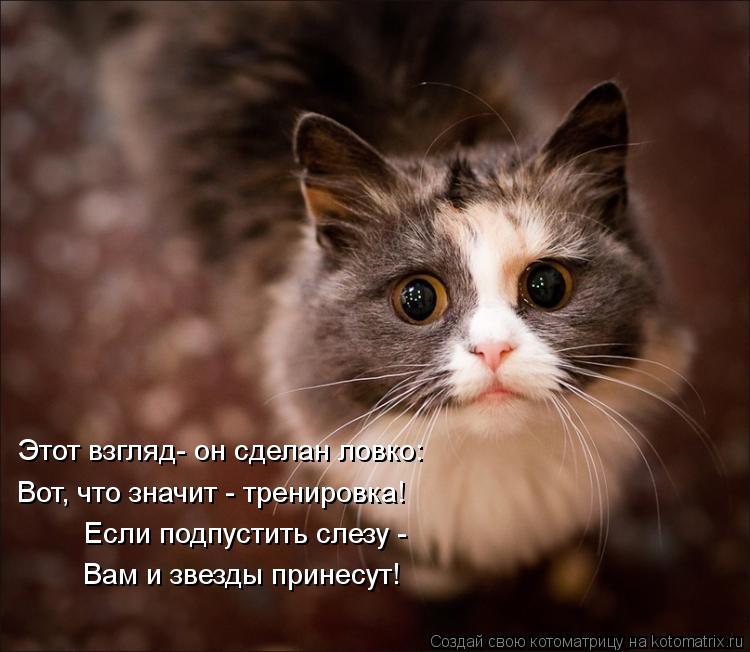 Котоматрица: Этот взгляд- он сделан ловко: Вот, что значит - тренировка! Если подпустить слезу - Вам и звезды принесут!