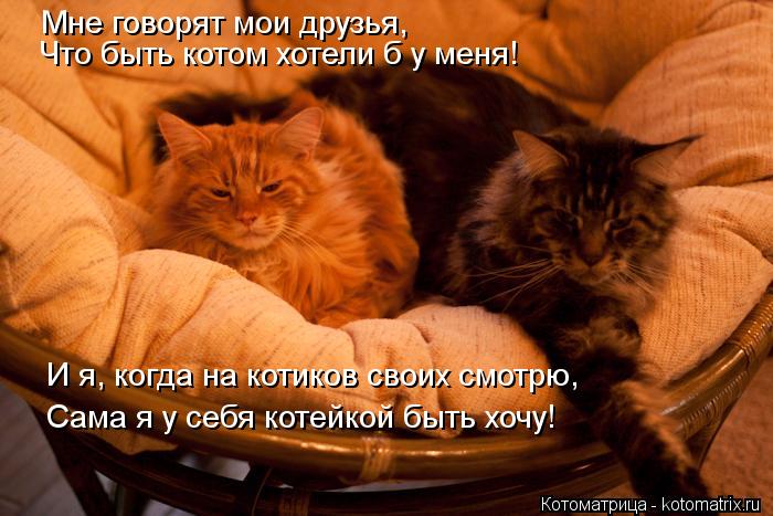 Котоматрица: Мне говорят мои друзья,  Что быть котом хотели б у меня! И я, когда на котиков своих смотрю, Сама я у себя котейкой быть хочу!