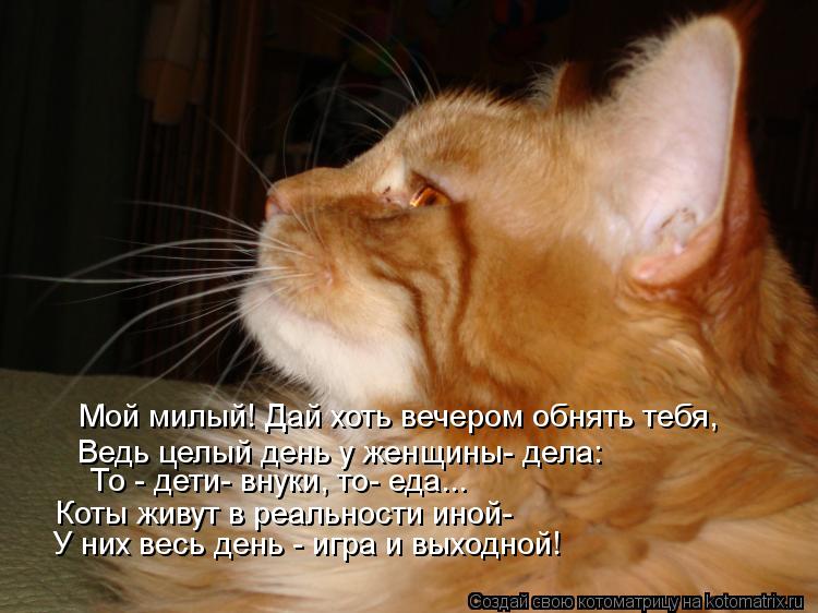 Котоматрица: Мой милый! Дай хоть вечером обнять тебя, Ведь целый день у женщины- дела: То - дети- внуки, то- еда... Коты живут в реальности иной- У них весь ден