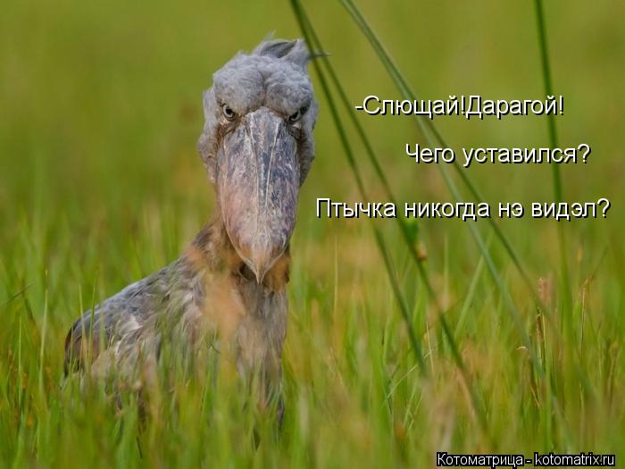 Котоматрица: -Слющай!Дарагой! Чего уставился? Птычка никогда нэ видэл?