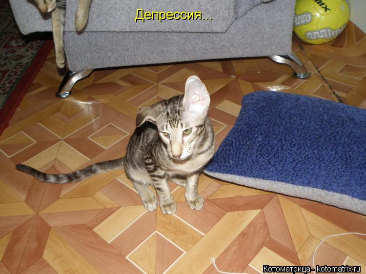 Котоматрица: Депрессия...