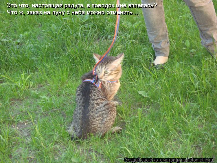 Котоматрица: Это что, настоящая радуга, в поводок мне вплелась? Что ж, заказ на луну с неба можно отменить...