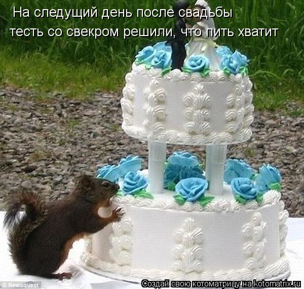 Котоматрица: На следущий день после свадьбы тесть со свекром решили, что пить хватит