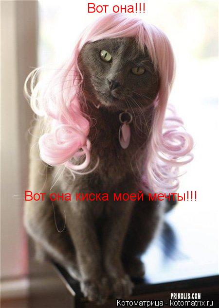 Котоматрица: Вот она!!! Вот она киска моей мечты!!!