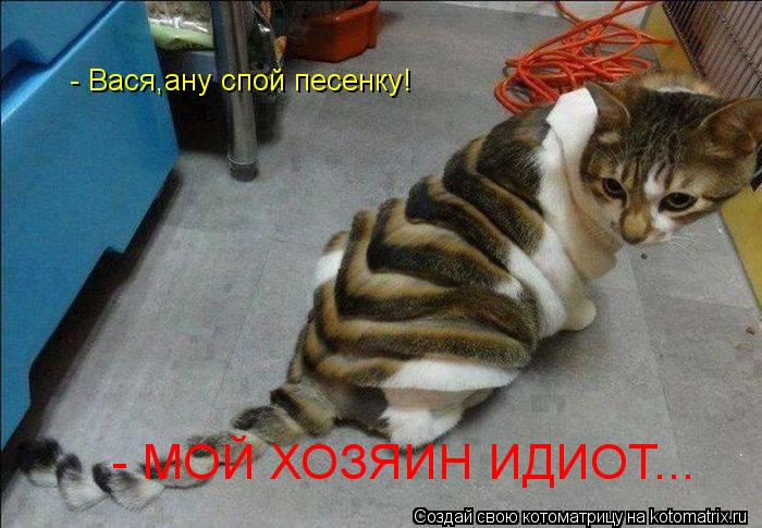 Котоматрица: - Вася,ану спой песенку!  - МОЙ ХОЗЯИН ИДИОТ...  - Вася,ану спой песенку!