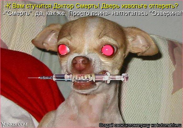 Котоматрица: -К Вам стучится Доктор Смерть! Дверь извольте отпереть? -"Смерть", да, как же. Просто псина- наглоталась "Озверина!"