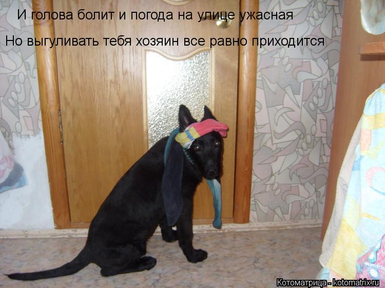 Котоматрица: И голова болит и погода на улице ужасная Но выгуливать тебя хозяин все равно приходится