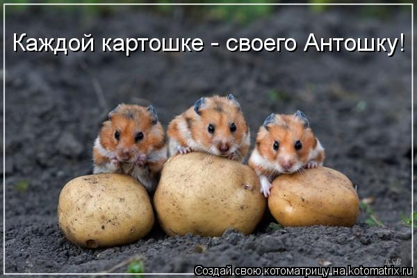 Котоматрица: Каждой картошке - своего Антошку!