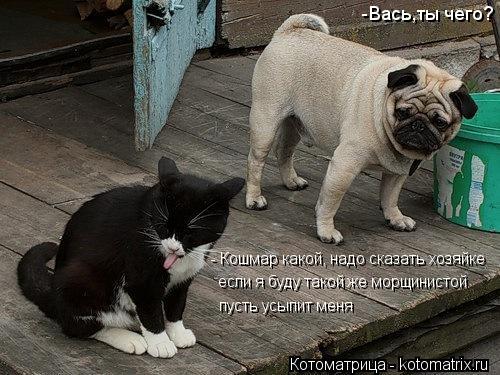 Котоматрица: -Вась,ты чего? - Кошмар какой, надо сказать хозяйке если я буду такой же морщинистой пусть усыпит меня