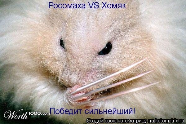 Котоматрица: Росомаха VS Хомяк Победит сильнейший!