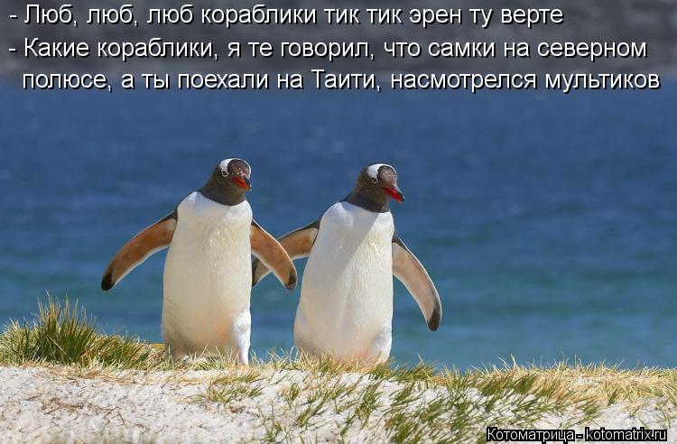 Котоматрица: - Люб, люб, люб кораблики тик тик эрен ту верте - Какие кораблики, я те говорил, что самки на северном  полюсе, а ты поехали на Таити, насмотрелс