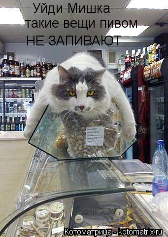 Котоматрица: Уйди Мишка такие вещи пивом  НЕ ЗАПИВАЮТ