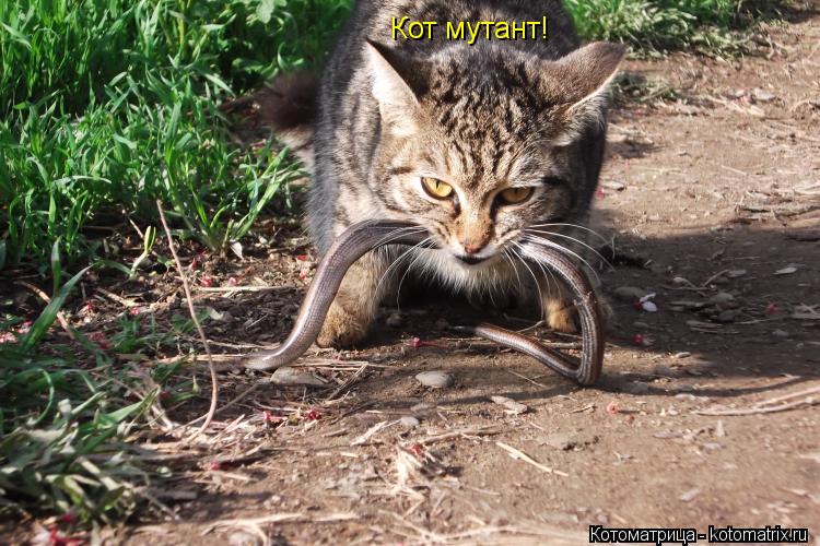 Котоматрица: Кот мутант!