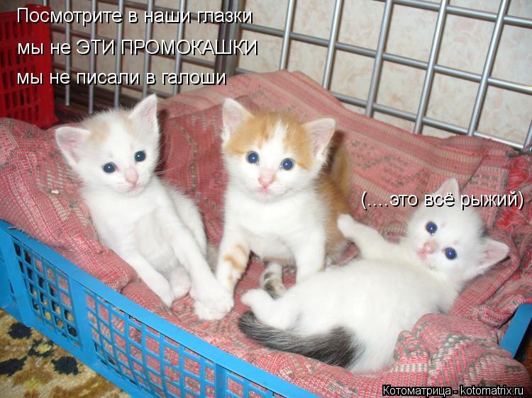 Котоматрица: Посмотрите в наши глазки мы не ЭТИ ПРОМОКАШКИ мы не писали в галоши  (....это всё рыжий)