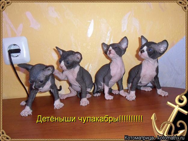 Котоматрица: Детёныши чупакабры!!!!!!!!!!