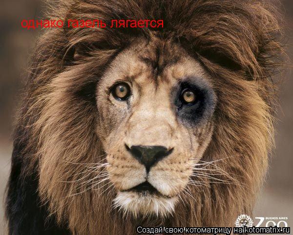 Котоматрица: однако газель лягается