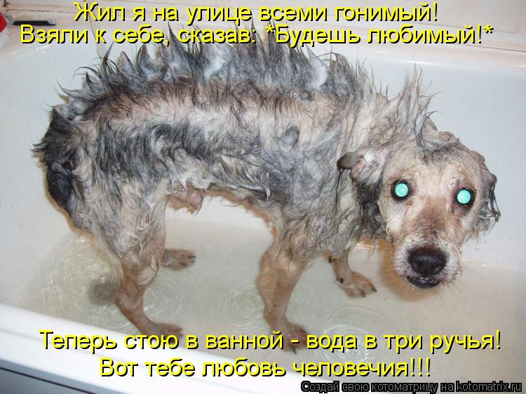 Котоматрица: Жил я на улице всеми гонимый! Взяли к себе, сказав: *Будешь любимый!* Вот тебе любовь человечия!!! Теперь стою в ванной - вода в три ручья!