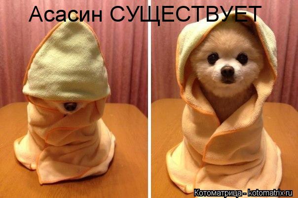 Котоматрица: Асасин СУЩЕСТВУЕТ