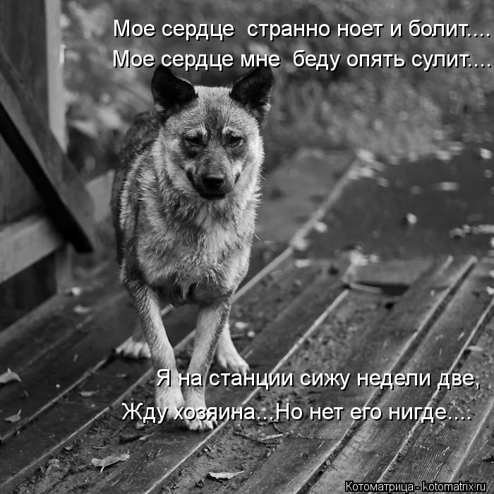 Я на станции сижу недели две, Жду хозяина...Но нет его нигде.... Мое сердце странно ноет и болит....... Котоматрица: Я на станции сижу недели две, Жду хозяина...Но нет его нигде.... Мое сердце странно ноет и болит.... Мое сердце мне беду опять сулит....