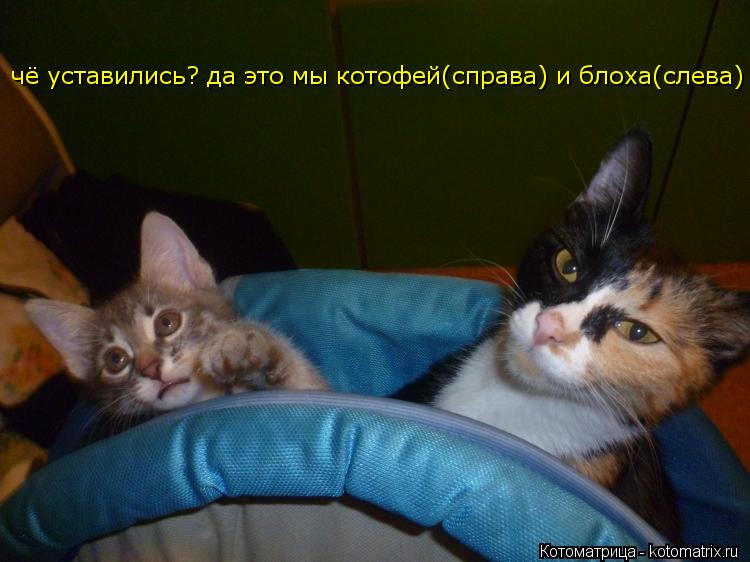 чё уставились? да это мы котофей(справа) и блоха(слева)... Котоматрица: чё уставились? да это мы котофей(справа) и блоха(слева)