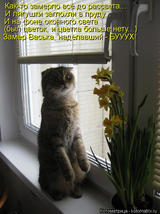 Котоматрица: Как-то замерло всё до рассвета... И лягушки заглохли в пруду... И на фоне оконного света (был цветок, и цветка больше нету...) Замер Васька, надел