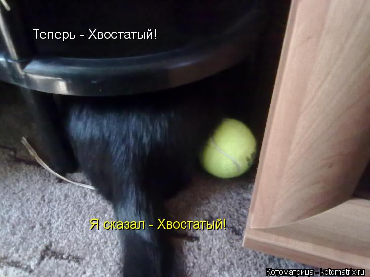 Теперь - Хвостатый! Я сказал - Хвостатый!... Котоматрица: Теперь - Хвостатый! Я сказал - Хвостатый!