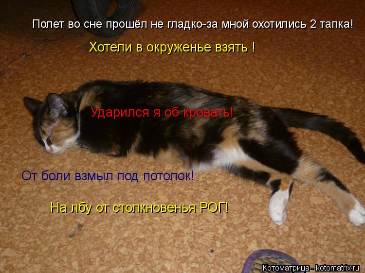 Полет во сне прошёл не гладко-за мной охотились 2 тапка! Хотели в окруженье взять ! Ударился я об кро... Котоматрица: Полет во сне прошёл не гладко-за мной охотились 2 тапка! Хотели в окруженье взять ! Ударился я об кровать! От боли взмыл под потолок! На лбу от