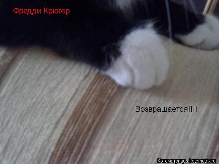 Фредди Крюгер Возвращается!!!!... Котоматрица: Фредди Крюгер Возвращается!!!!