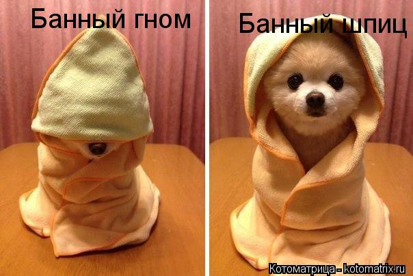 Банный гном Банный шпиц... Котоматрица: Банный гном Банный шпиц
