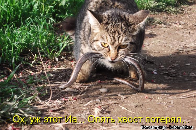 - Ох, уж этот Иа... Опять хвост потерял...... Котоматрица: - Ох, уж этот Иа... Опять хвост потерял...