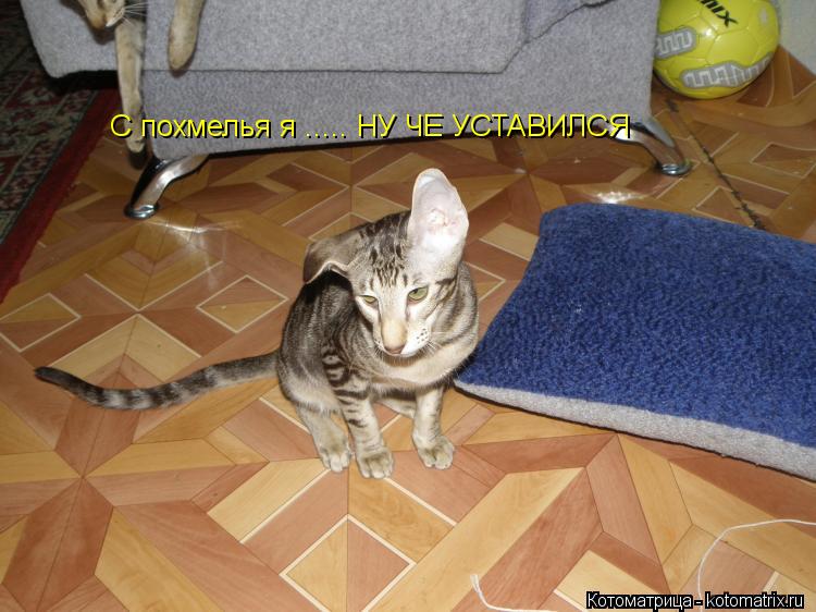 С похмелья я ..... НУ ЧЕ УСТАВИЛСЯ... Котоматрица: С похмелья я ..... НУ ЧЕ УСТАВИЛСЯ